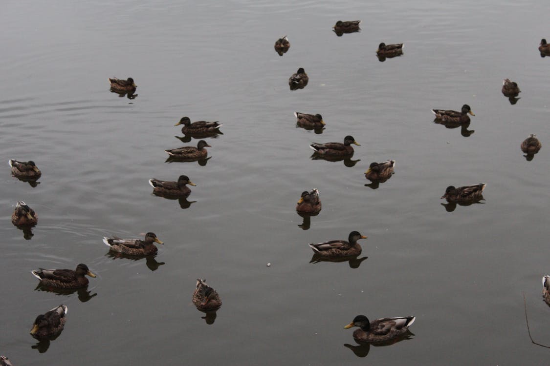 A Group of Brown and Black Ducks on Water