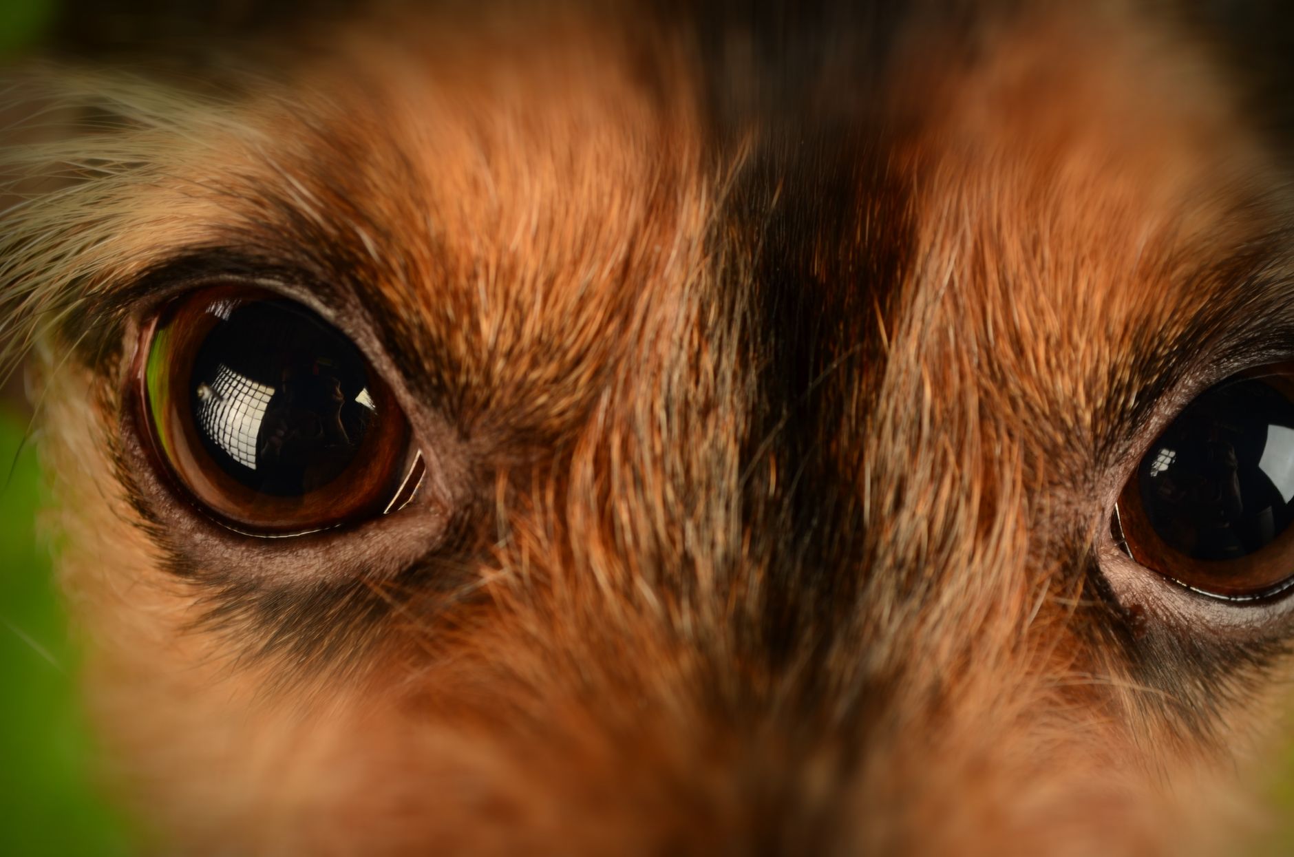 犬用サプリ 目のケアに効果的な成分とその働き
