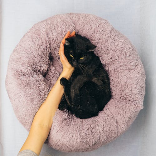 Free A Person Petting a Black Cat Stock Photo