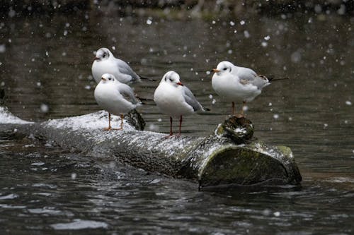 Δωρεάν στοκ φωτογραφιών με charadriiformes, laridae, γλάροι