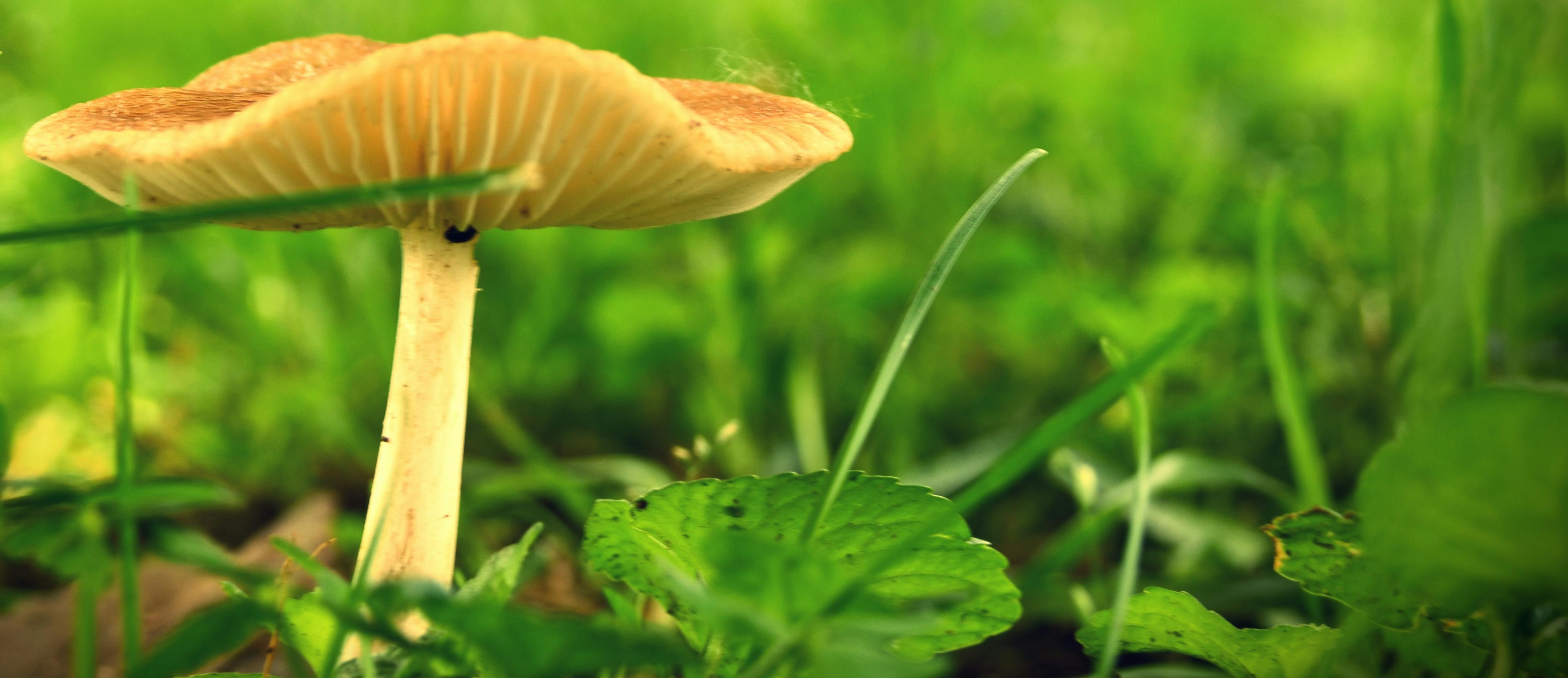 green leaf plant with mushroom