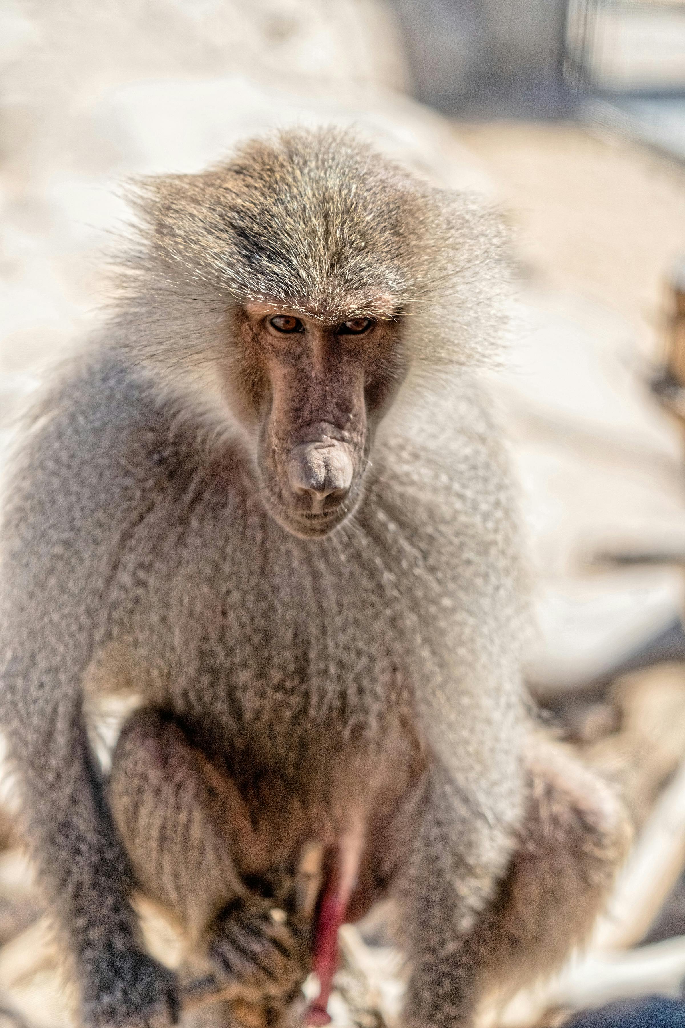 Baboons Sitting in Cage · Free Stock Photo