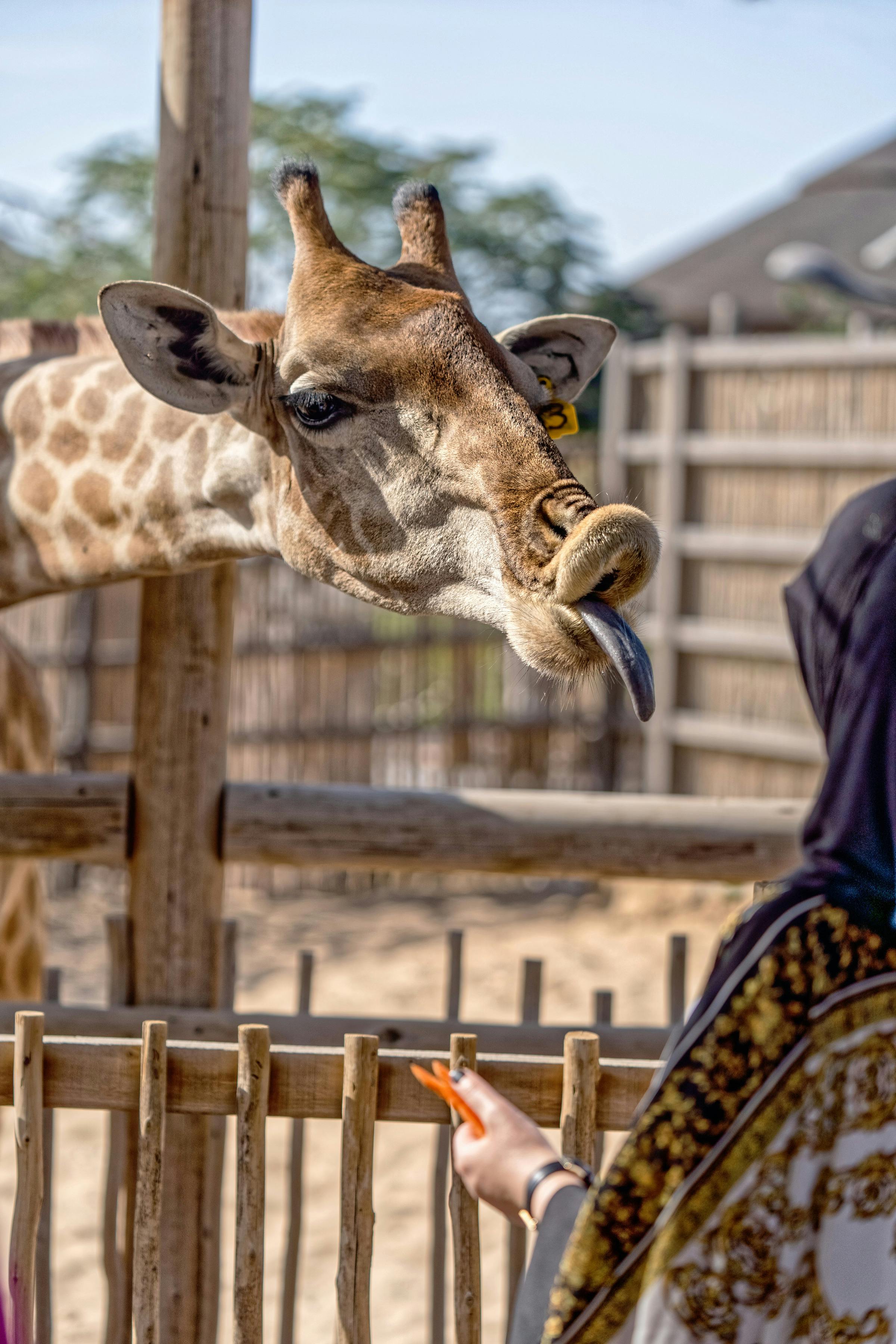 Giraffe People Photos, Download The BEST Free Giraffe People Stock ...