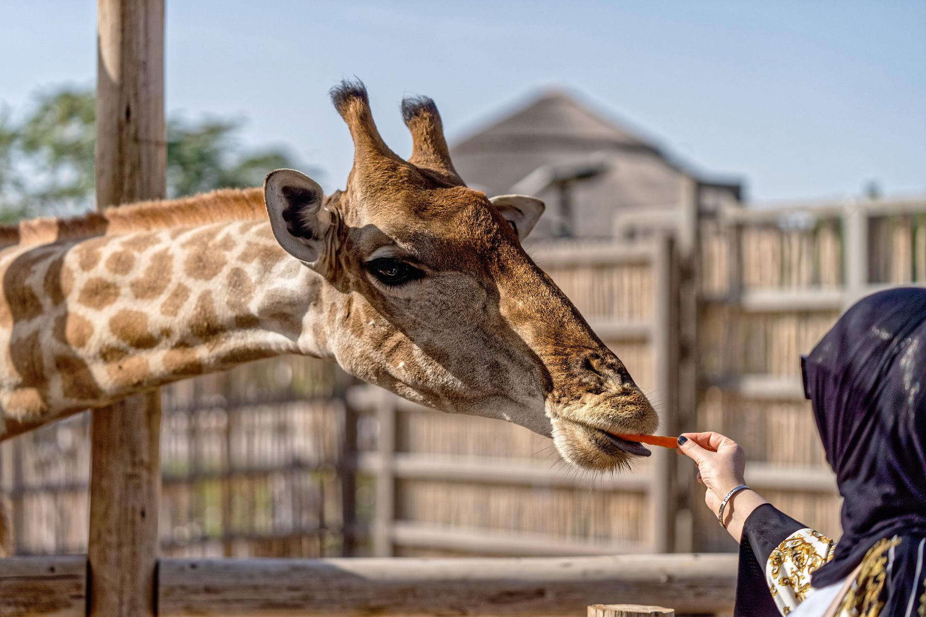 The giraffes