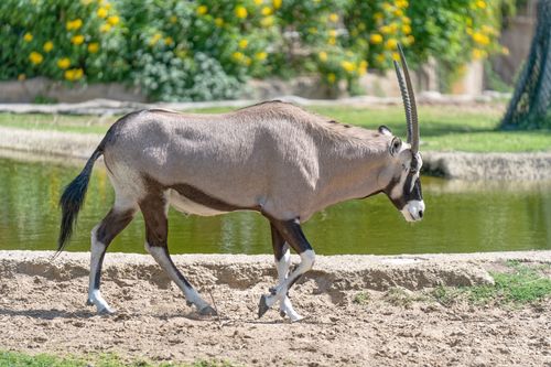 Free A beautiful oryx walking gracefully by a pond surrounded by lush greenery in Dubai. Stock Photo