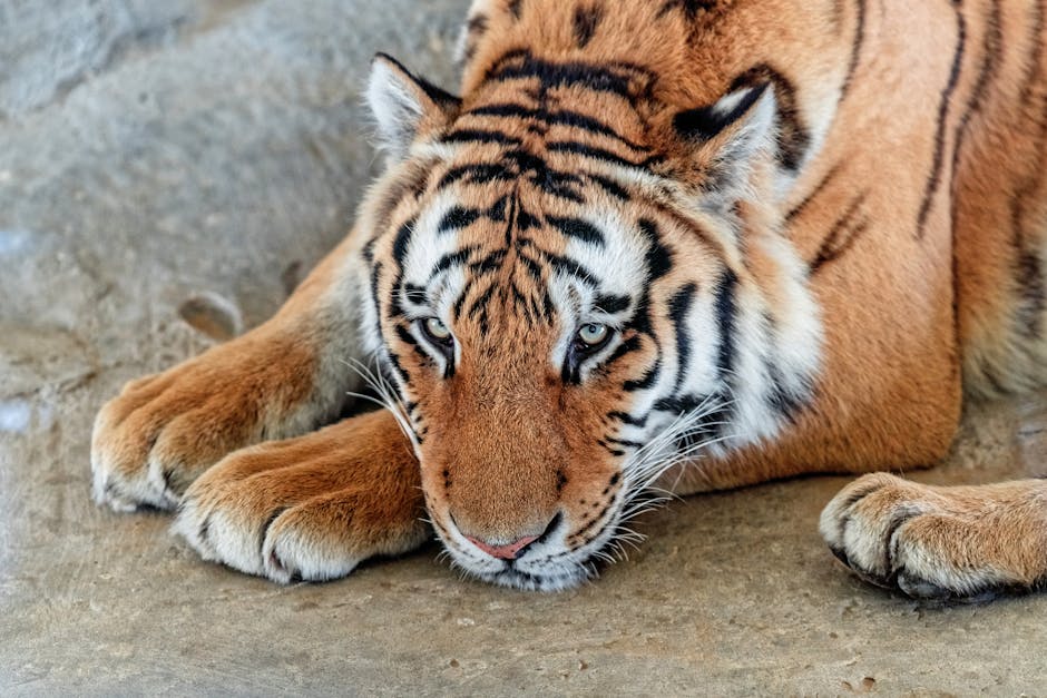 Intimate close-up of a Bengal tiger resting, showcasing its majestic stripes and tranquil expression.