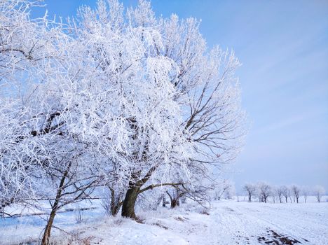 Frost-covered trees in a serene winter landscape in Ukraine, showcasing the beauty of the season.