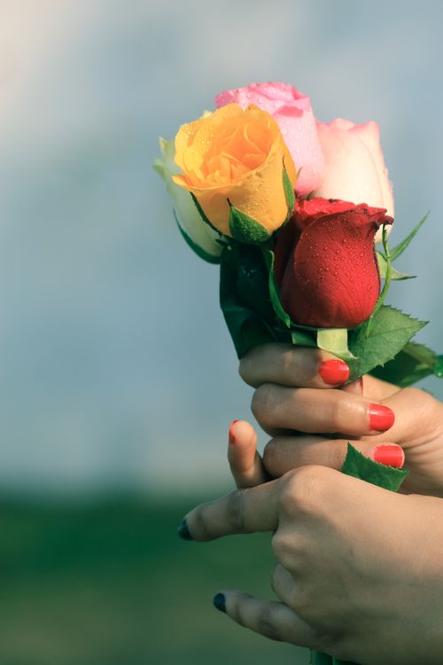 Free Close-up of hands holding vibrant roses, showcasing a beautiful blend of colors and freshness. Stock Photo