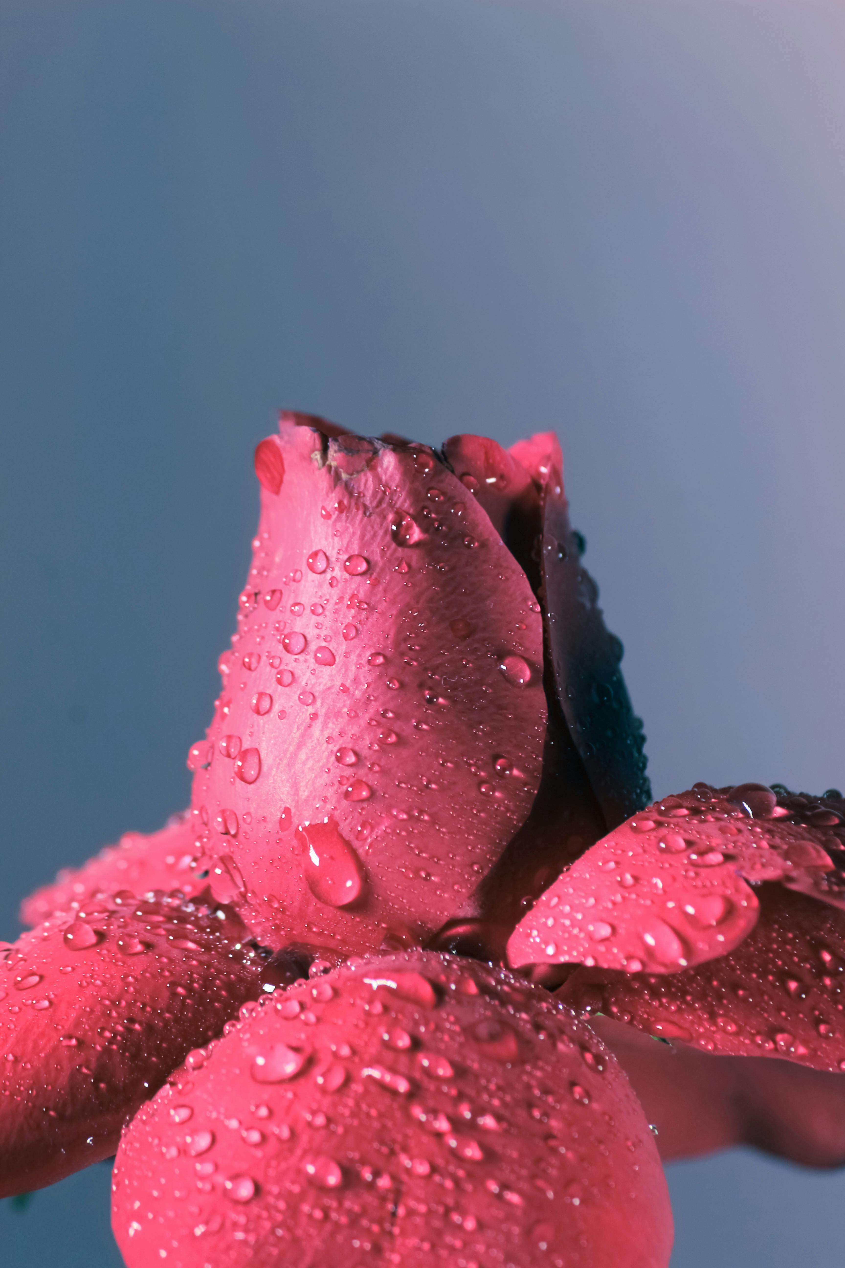 Vibrant red rose covered in water droplets, captured in a serene studio setting.
