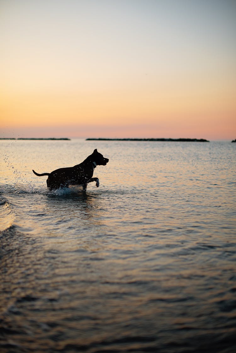 Cute Dog Swimming In Ocean Water At Sunset