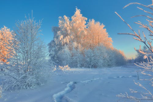 Snow-Covered Trees in the Field