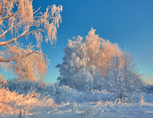 Бесплатное стоковое фото с winter, деревья, зима