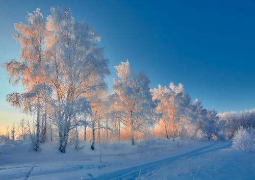 Kostenloses Stock Foto zu bäume, blau, frost