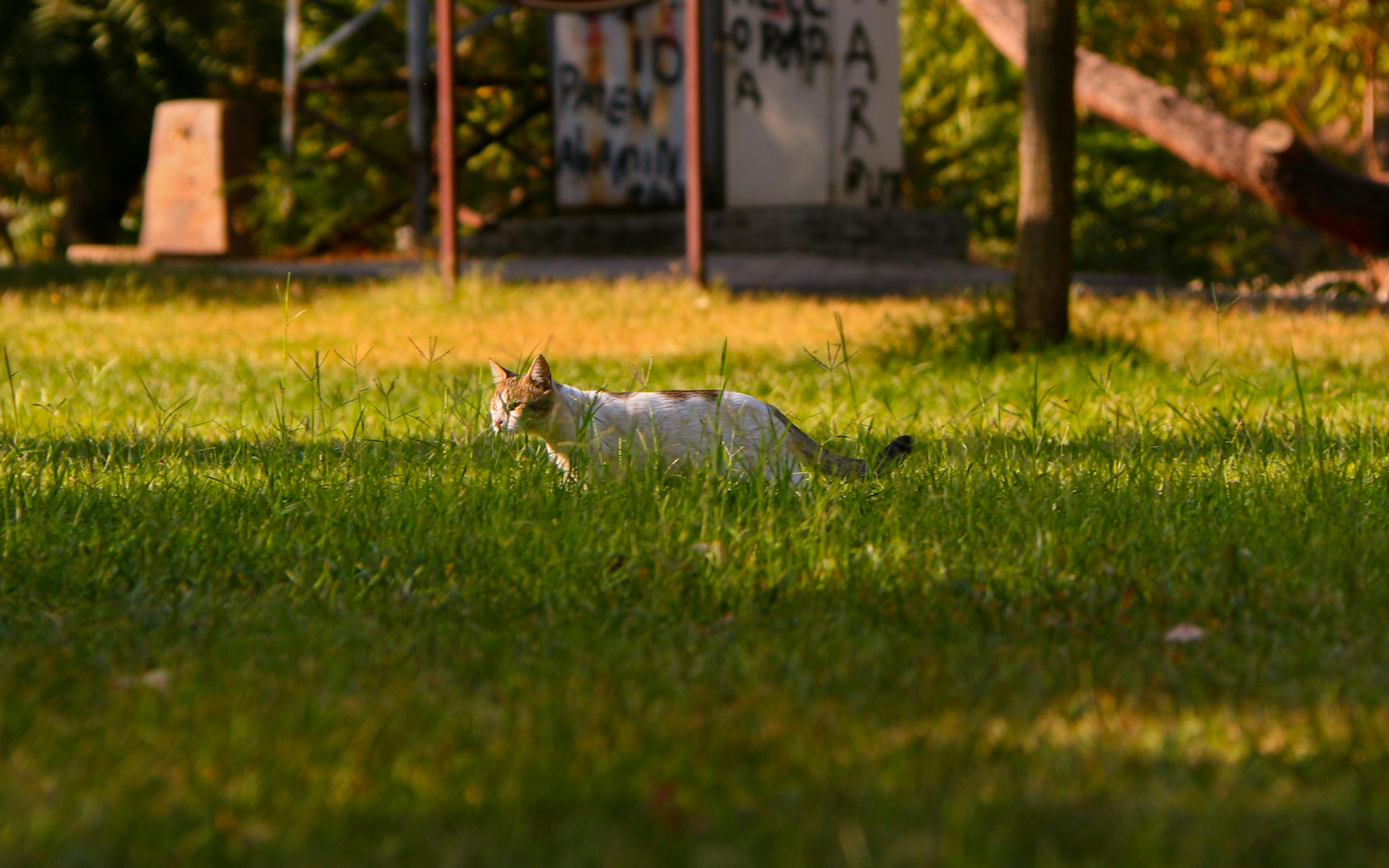Digital representation of Bitcoin and Ethereum coins on a trading chart background