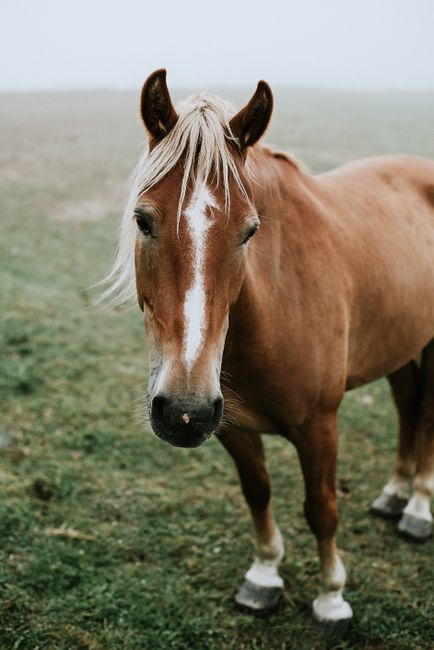 A majestic brown horse standing in a foggy pasture, showcasing its mane and equine grace.