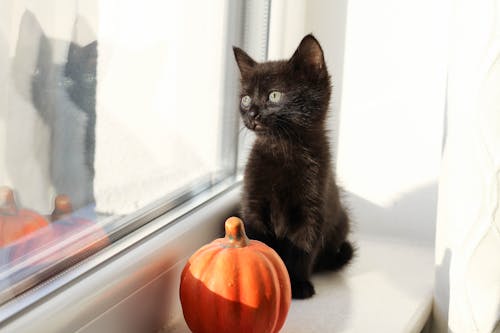 Free Black Kitten Sitting by the Window Stock Photo