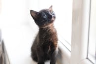 Free stock photo of animal, animal lover, cat