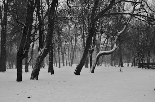 Leafless Trees on the Snow Covered Field