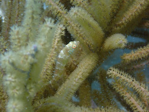 Close Up of Fish in Coral Reef