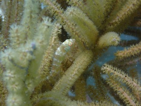 Close Up of Fish in Coral Reef
