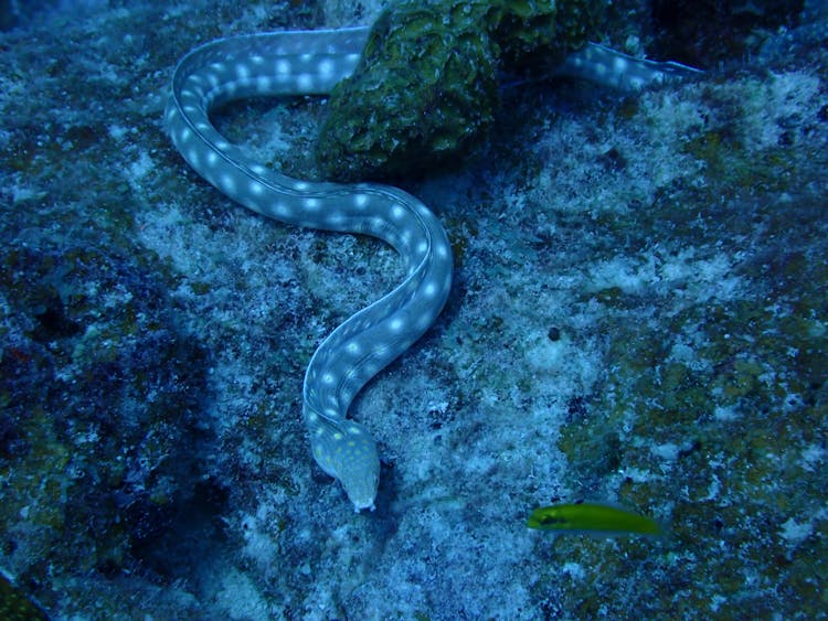 Eel Swimming Underwater