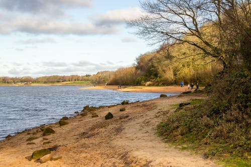 Gratis lagerfoto af efterår, efterårskov, landskab