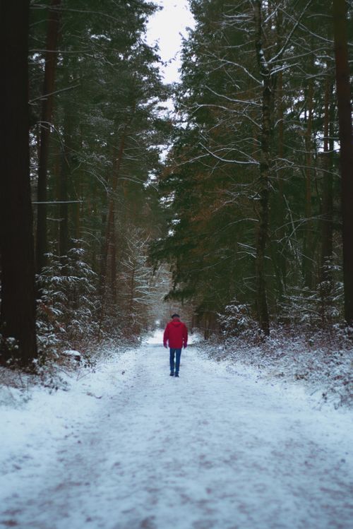 Free A lone person walking in a quiet snow-covered forest during winter, conveying solitude and tranquility. Stock Photo