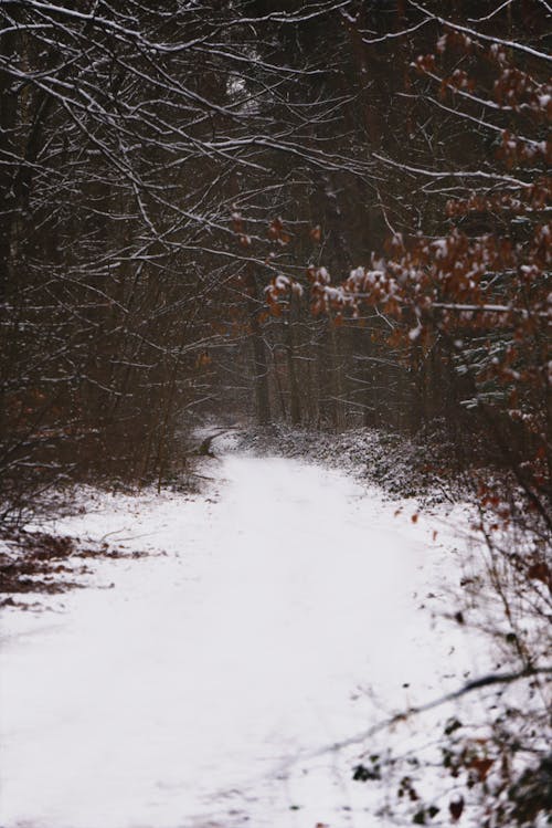 Path Covered with Snow in a Forest in Winter