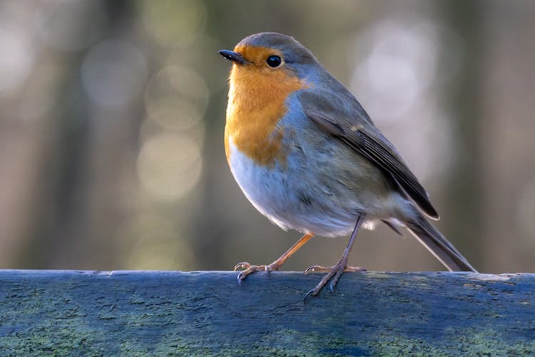 European Robin (Erithacus Rubecula) Perching