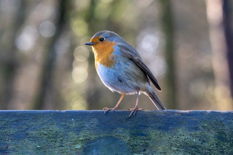 Robin On Wood