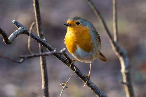 erithacus rubecula, 分公司, 動物 的 免費圖庫相片