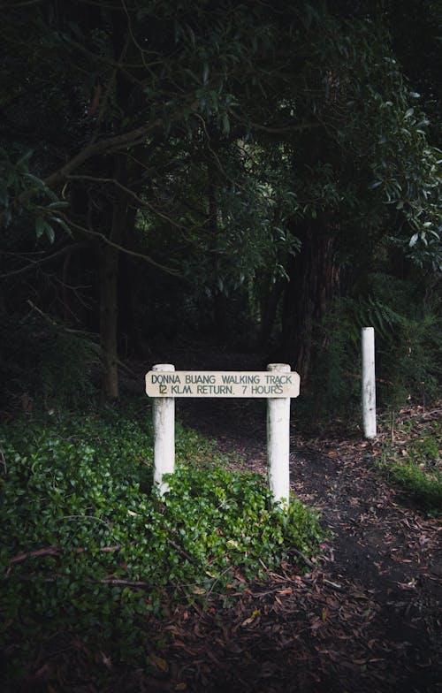 Imagine de stoc gratuită din arbori, australia, aventură