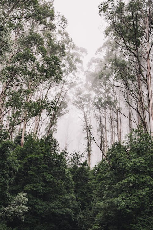 Gratis stockfoto met bomen, mist, natuur