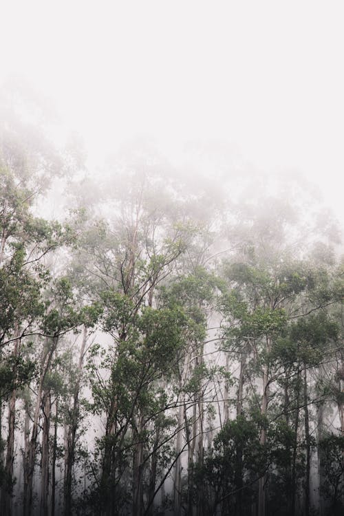 Free A Foggy Forest  Stock Photo