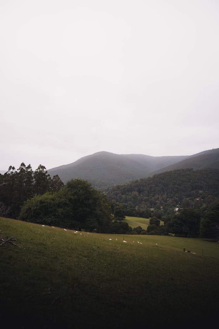 Green Trees And Grass Field Near Mountains