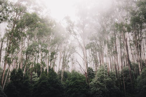 免費 天性, 有霧, 森林 的 免費圖庫相片 圖庫相片