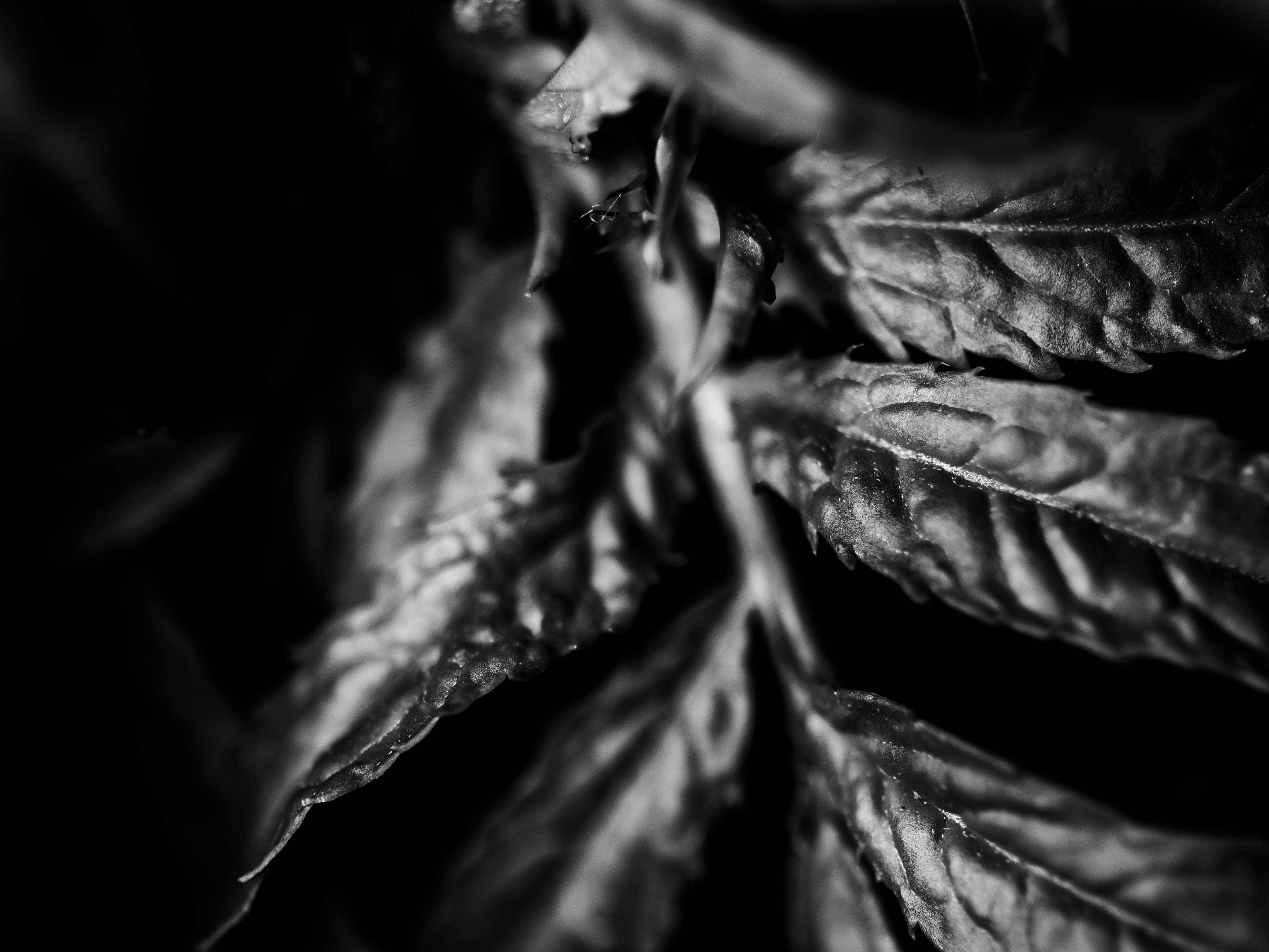 Person looking at a declining chart on a laptop, symbolizing crypto market downturn and risks