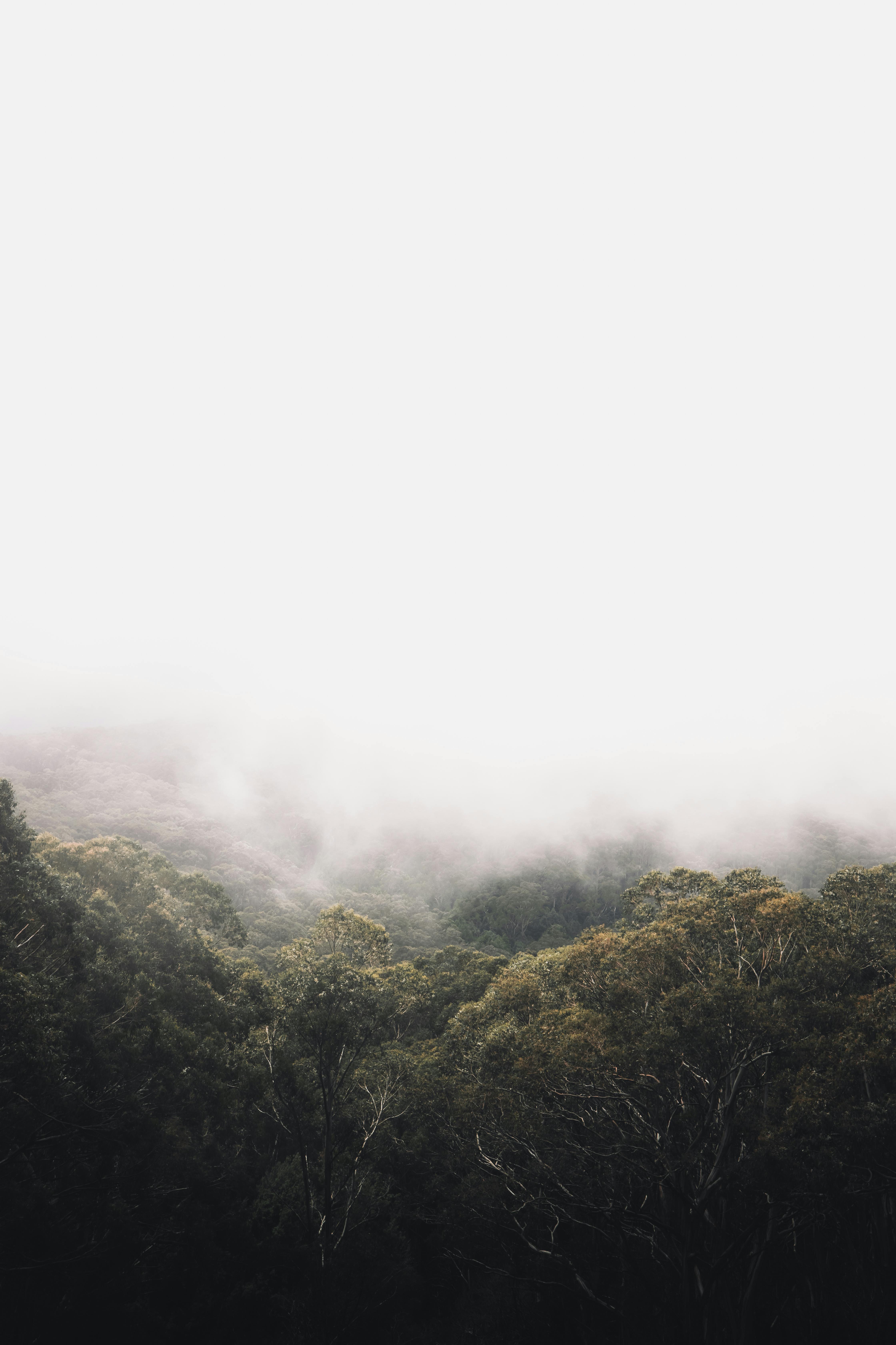 3,000+ Best Rainforest Photos · 100% Free Download · Pexels Stock Photos