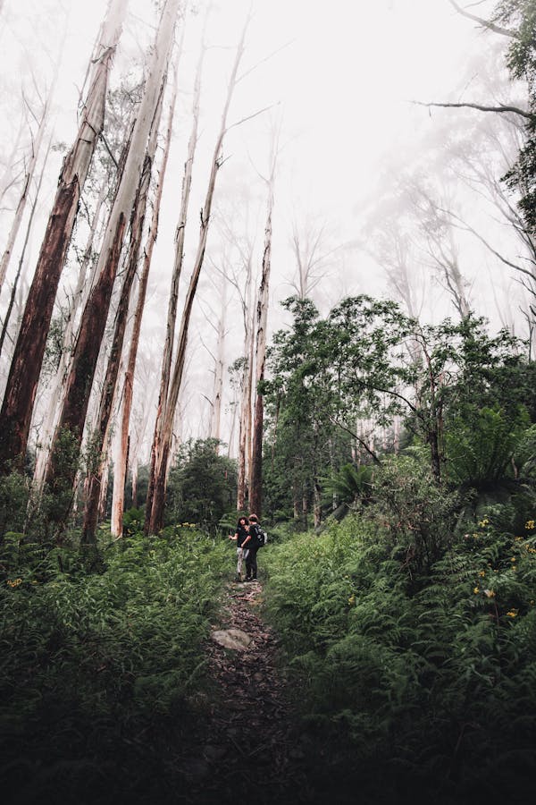 A Person Walking on Pathway in the Middle of the Forest