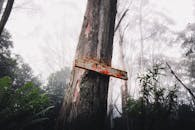 A Wooden Directional Sign Post on a Tree