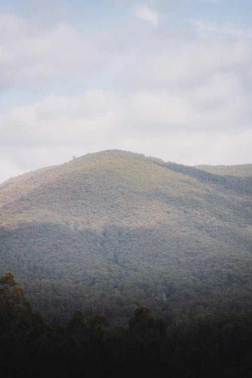 Mountain Covered With Trees Under Gray Sky