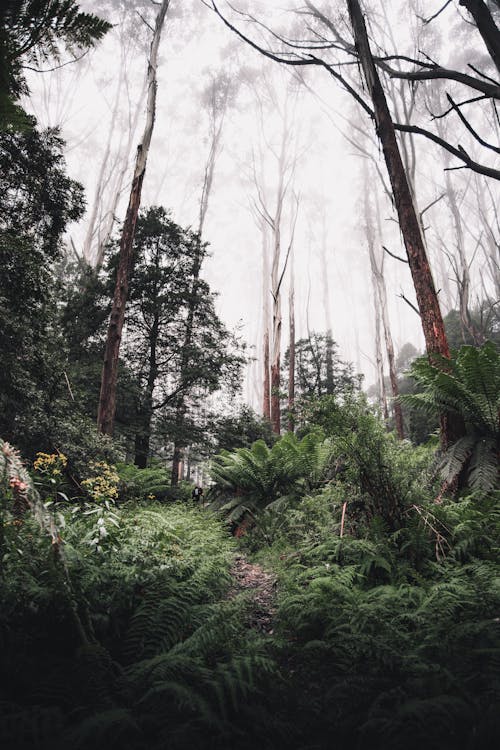 Kostenloses Stock Foto zu australien, berg donna buang, natur