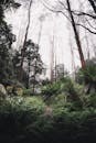 A Pathway in the Middle of the Forest