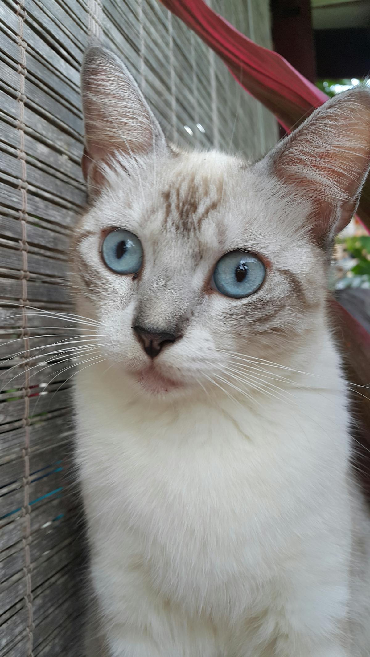 Trader looking at multiple crypto and AI analytics dashboards