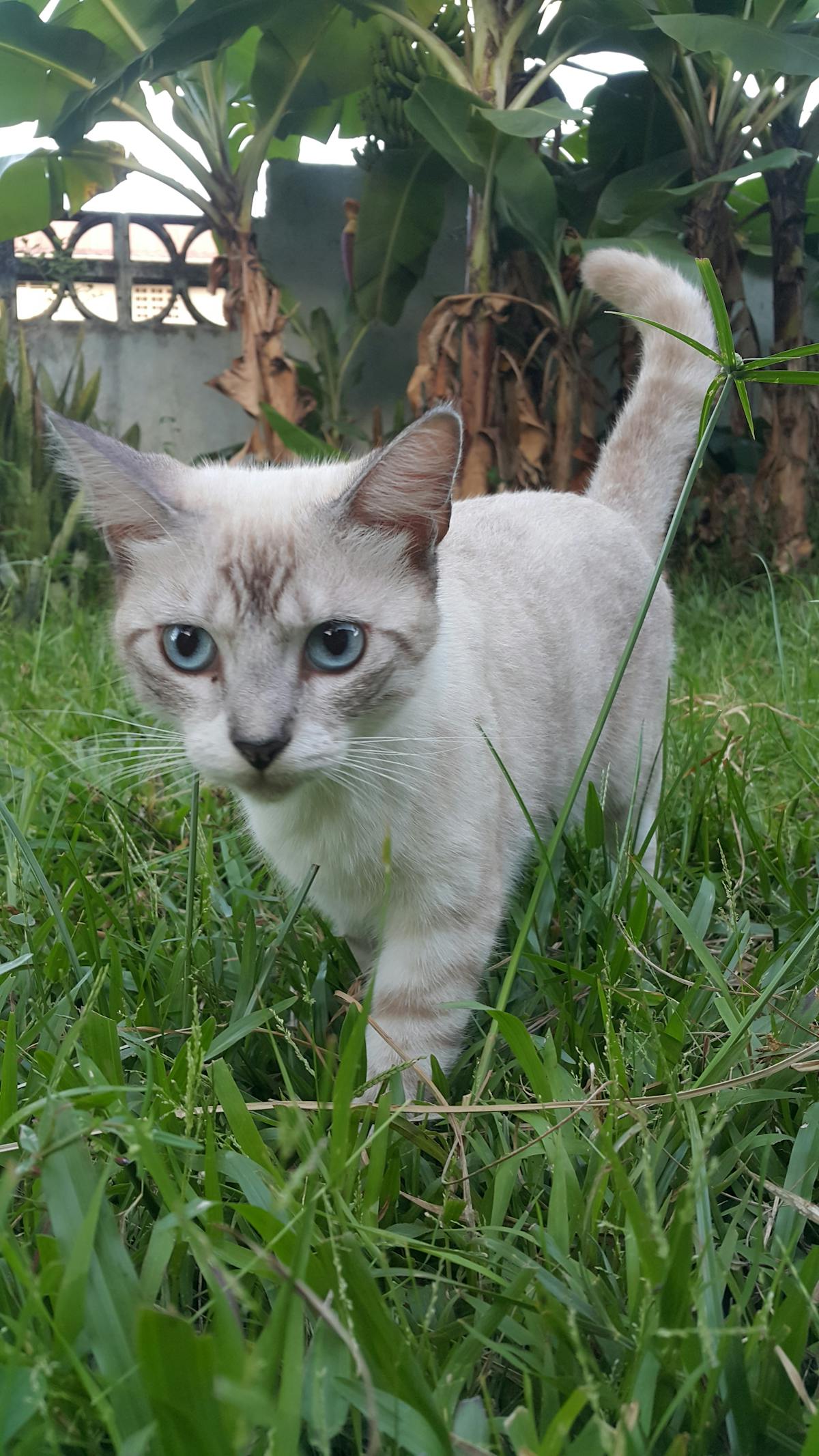 Investor comparing digital trading platforms and robo-advisors