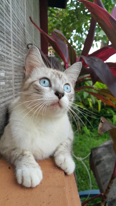 High CPM Ads Network