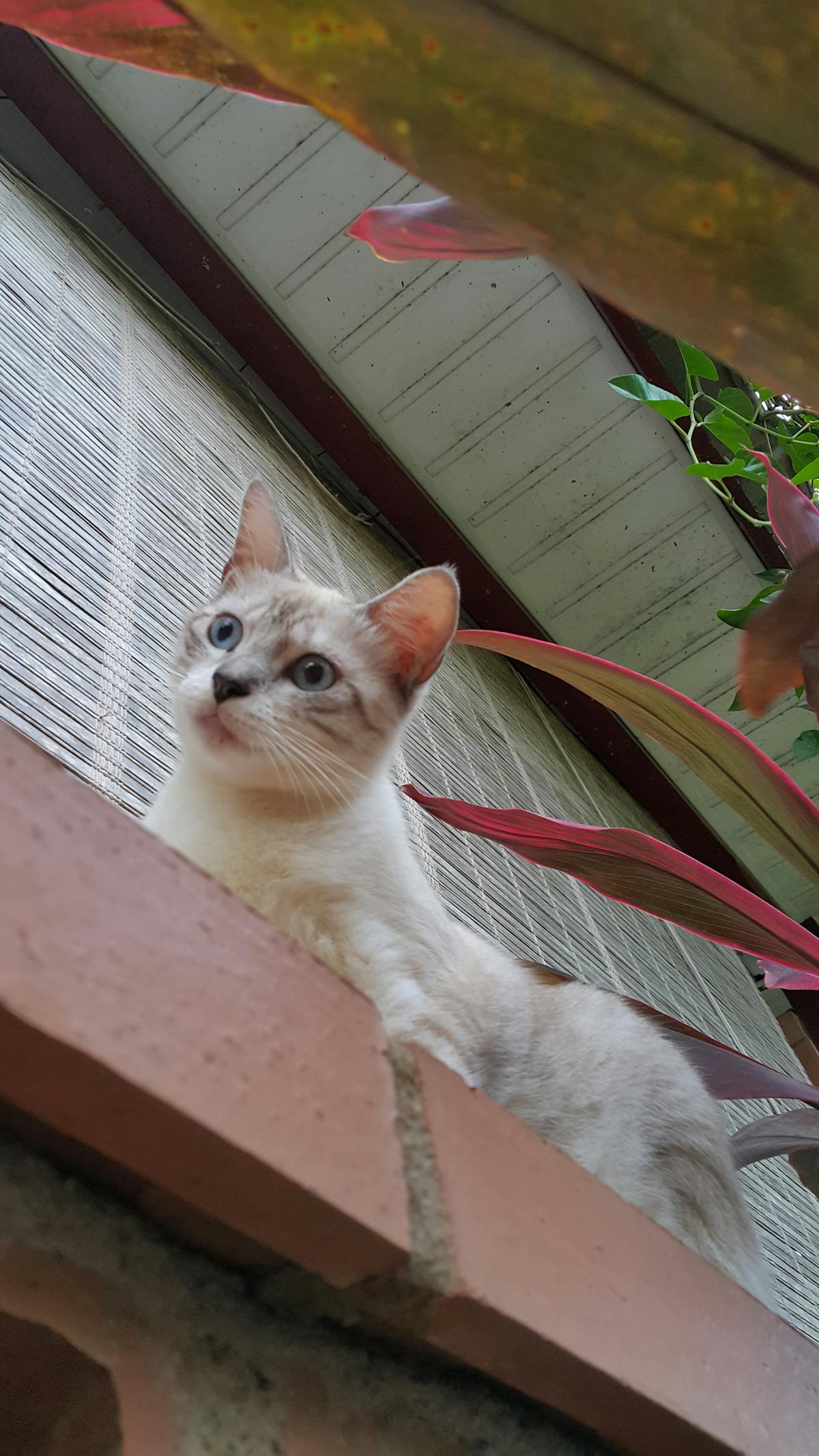 Content creator working with charts and laptop showing digital revenue dashboards