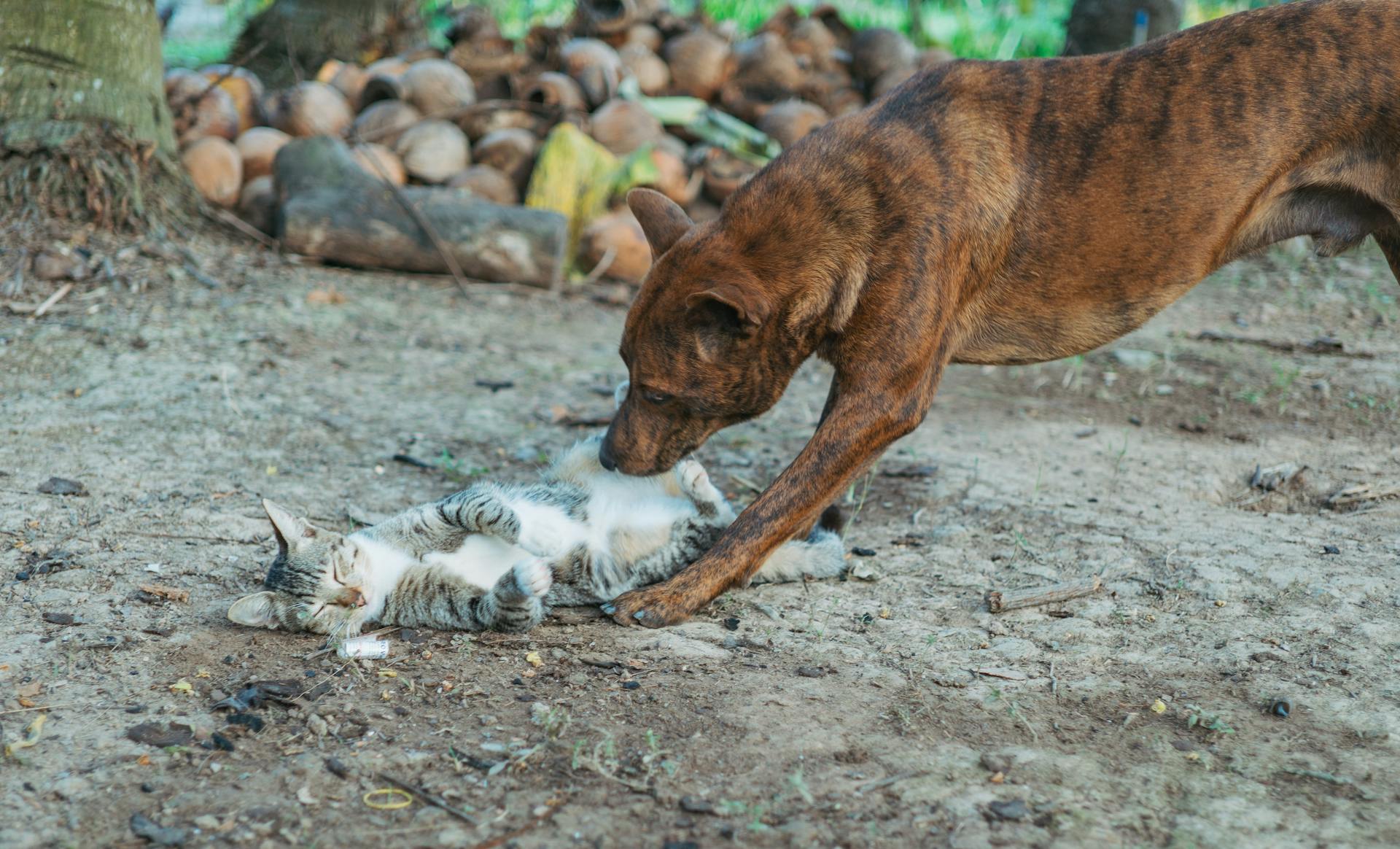 Hund och katt som leker