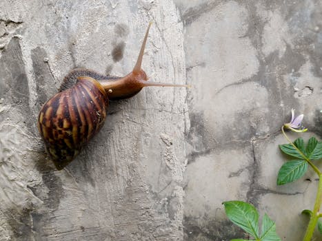 Snail moving on a textured concrete wall with a small plant nearby, showcasing nature's resilience.