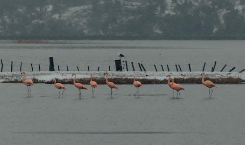 Ilmainen kuvapankkikuva tunnisteilla aves, eläinkuvaus, flamingot